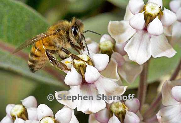 bee asclepias 2 graphic
